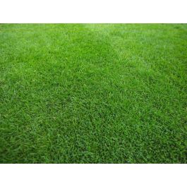 Multipurpose Dwarf Ryegrass Lawn Seed - Highly Recommended